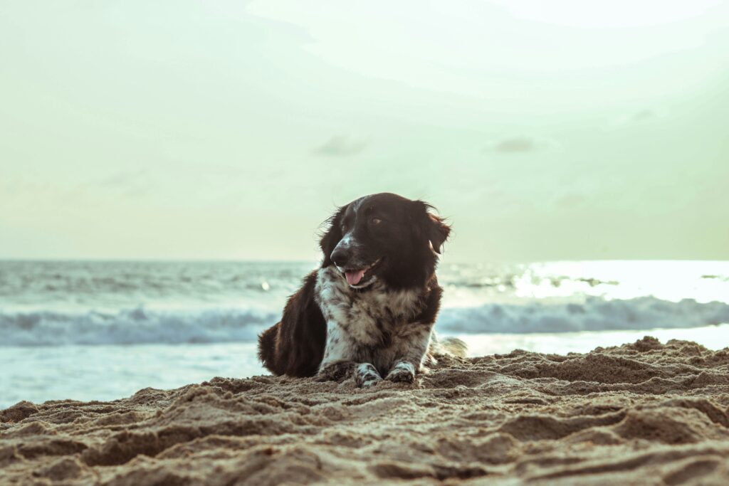 Schwarz-weißer Hund liegt am Strand in der Nähe des Wassers